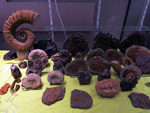 FEM. MINERALIA´s SEVILLA. XXX Exposición-Bolsa Internacinal de Minerales, Fósiles y Gemas