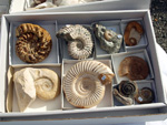 FEM. III Mesa de Intercambio de Minerales de Alicante
